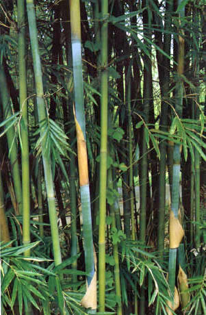 Zhuru